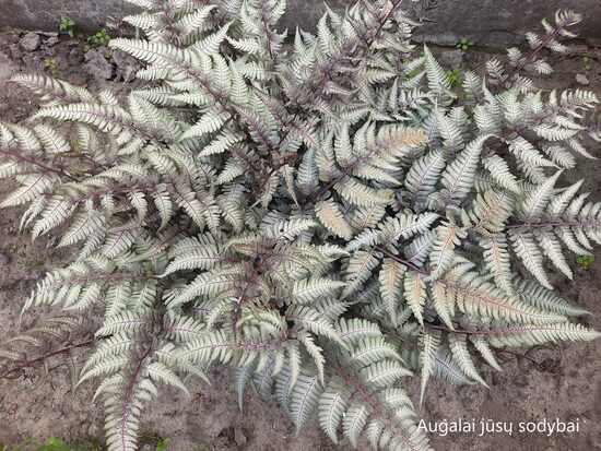 Japoninis blužniapapartis (Anthyrium niponicum) 'Silver Falls'